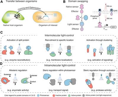 Engineering Light-Control in Biology